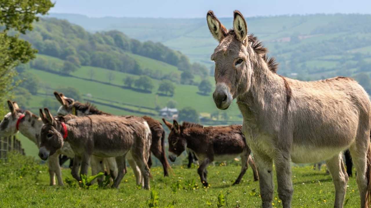 গাধা পালন করার জন্য দেওয়া হচ্ছে ৫০ লক্ষ টাকা! দারুণ স্কিম কেন্দ্র সরকারের