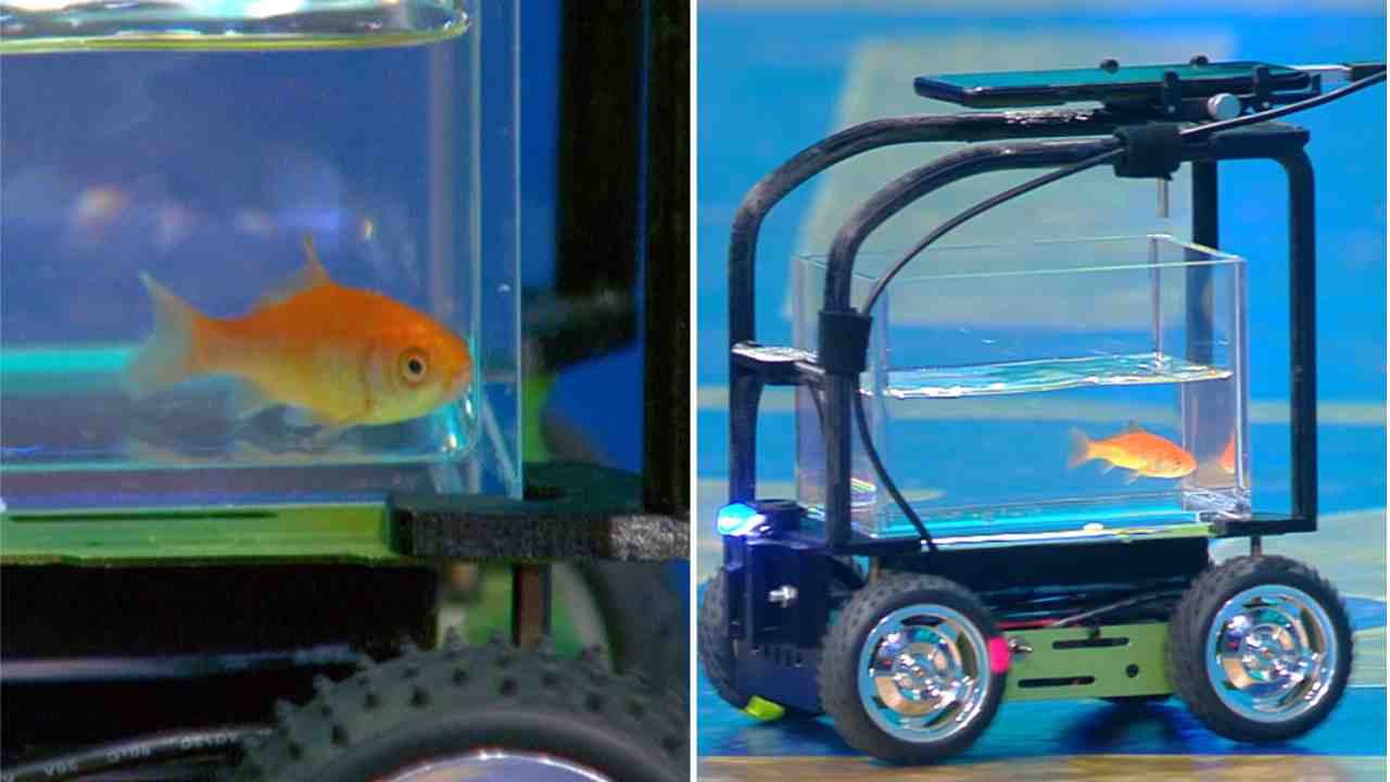 গাড়ি চালিয়ে বিশ্ব রেকর্ড তৈরি করল মাছ, ভাইরাল ভিডিও