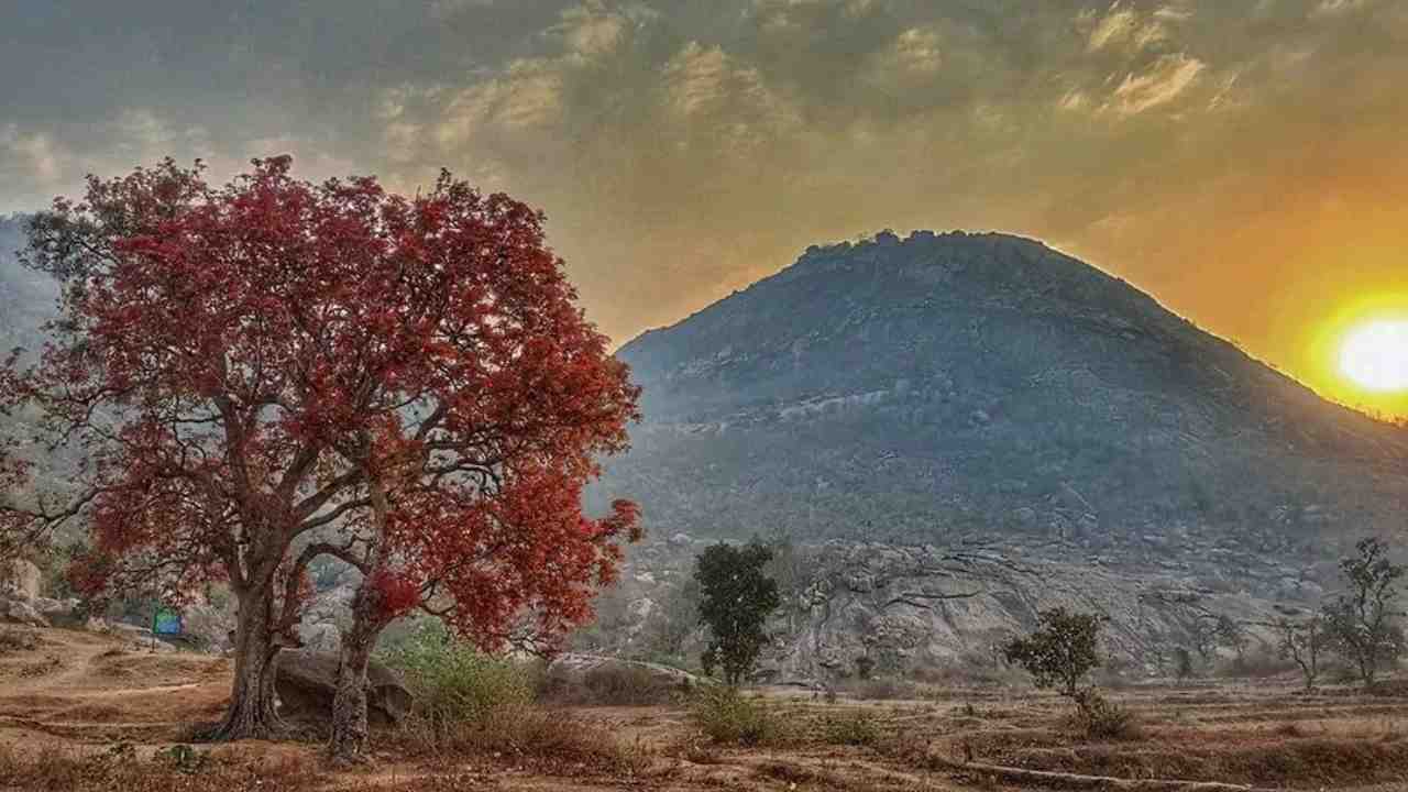 পলাশ অতীত, এবার পুরুলিয়ায় পর্যটকদের মন কাড়ছে কুসুম গাছ, কোথায় পাবেন?